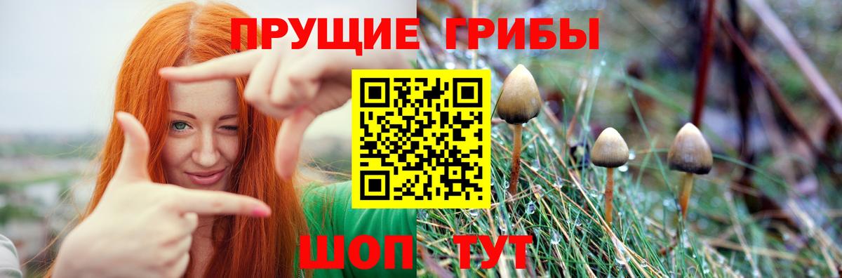 Россошь  Псилоцибиновые грибы мицелий  Вход с VPN  Псилоцибиновые грибы прущие грибы 